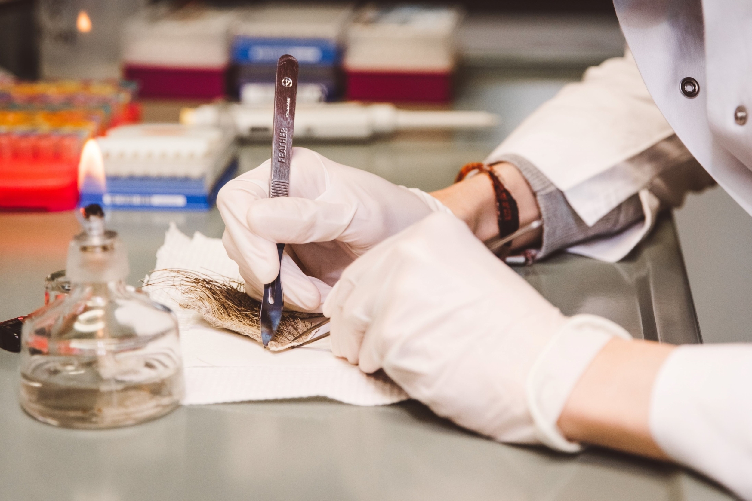 Sample manipulation at the lab of the AfricaMuseum